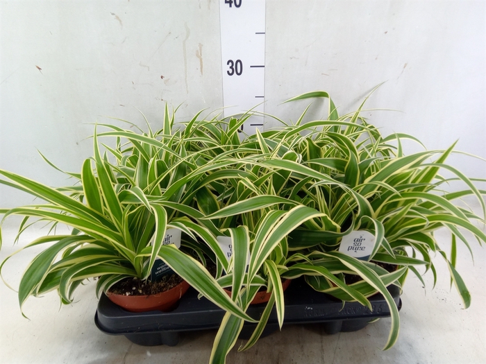 <h4>Chlorophytum com. 'Vittatum'</h4>