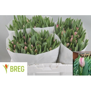 Tulipa si gander's rhapsody