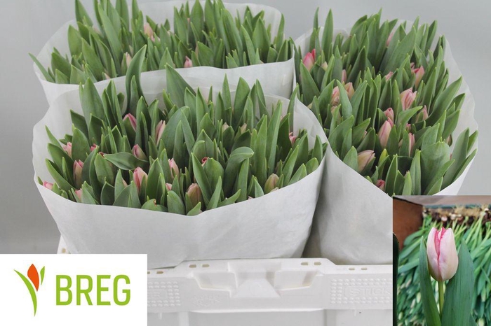 <h4>Tulipa si gander's rhapsody</h4>