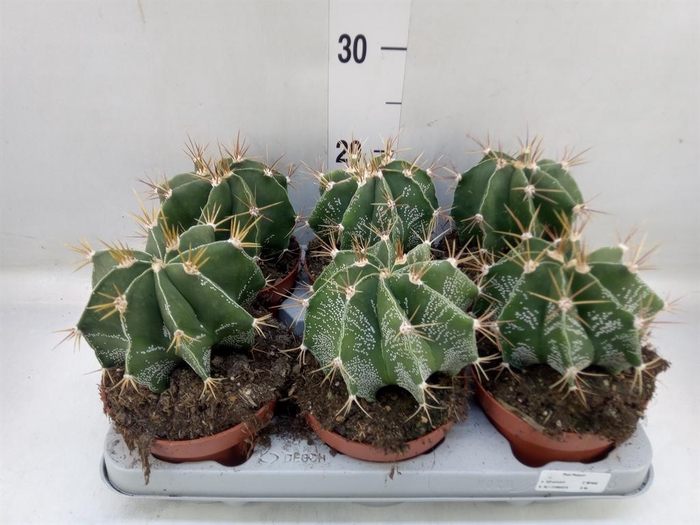 <h4>Astrophytum ornatum</h4>