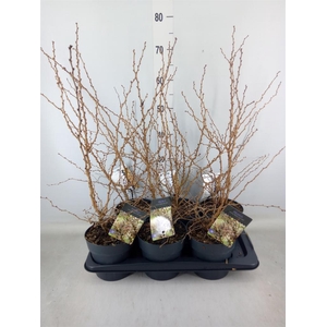 Prunus incisa 'Kojou-no-mai'