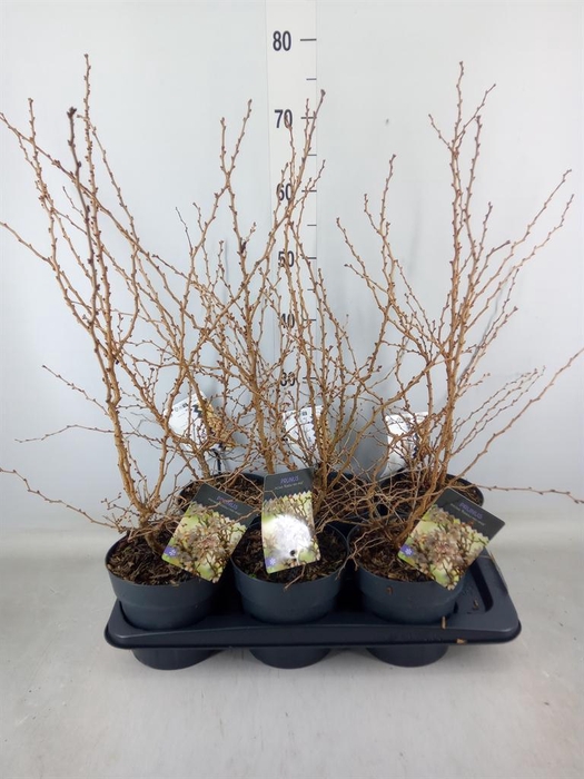 <h4>Prunus incisa 'Kojou-no-mai'</h4>