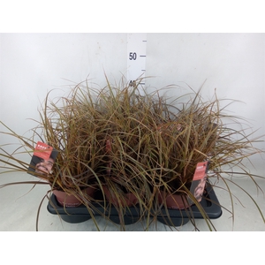 Uncinia rubra 'Everflame'