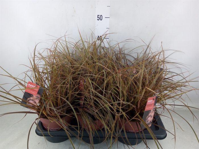 <h4>Uncinia rubra 'Everflame'</h4>