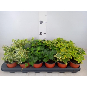 Hedera helix   ...mix 3