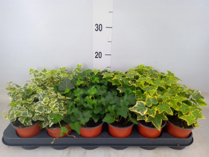 <h4>Hedera helix ...mix 3</h4>