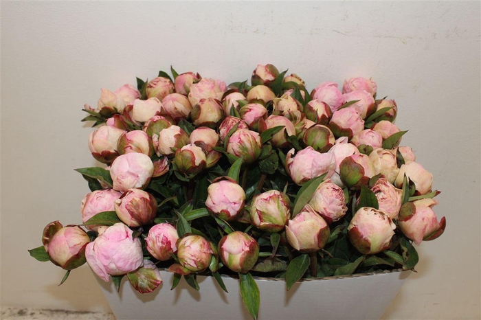 <h4>Paeo L Gardenia</h4>