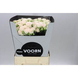 Rosa Tr Sofie