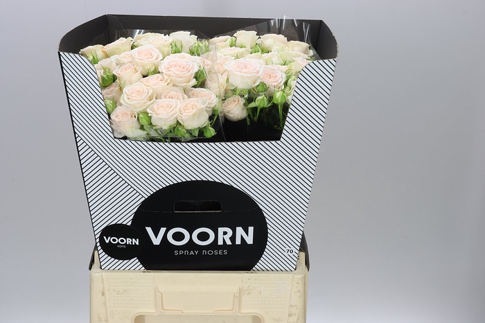 <h4>Rosa Tr Sofie</h4>