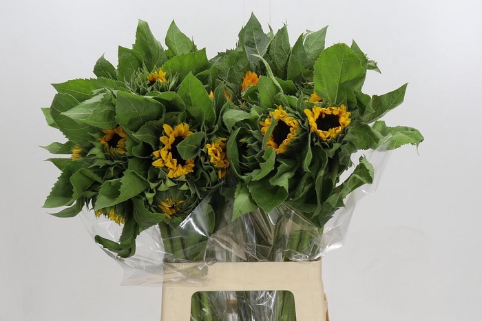 Helianthus Orange Fire