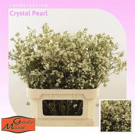 <h4>Chamelaucium Crystal Pearl White</h4>