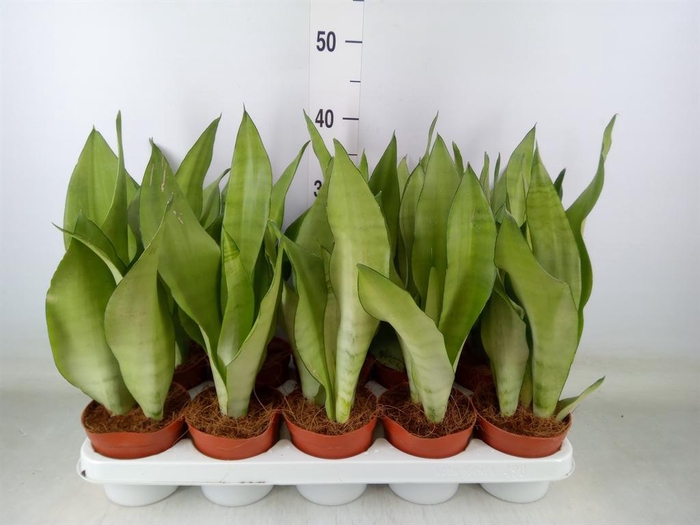 <h4>Sansevieria trifa. 'Moonshine'</h4>