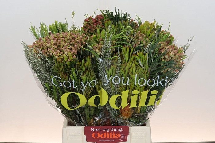 <h4>BQ Cape Greenmix</h4>