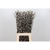 Salix Caprea Snow Flake Premium