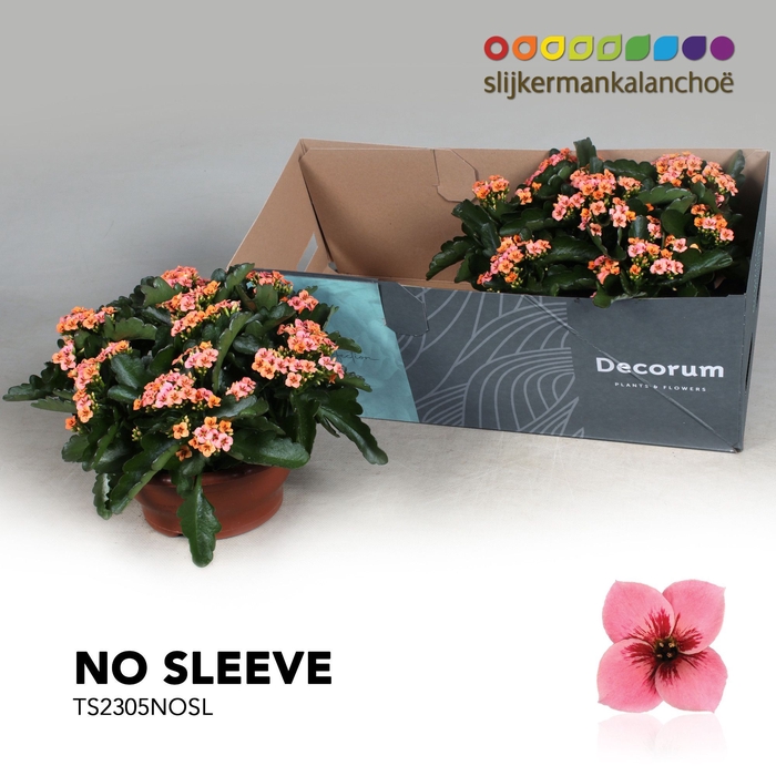 <h4>Kalanchoe No Sleeve - Tiger Pink</h4>