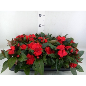 Impatiens NG 'Tamarinda Dark Red'