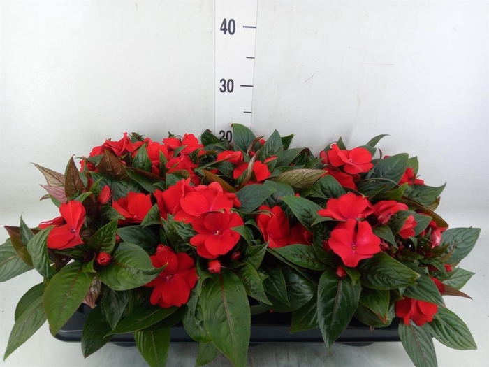<h4>Impatiens NG 'Tamarinda Dark Red'</h4>