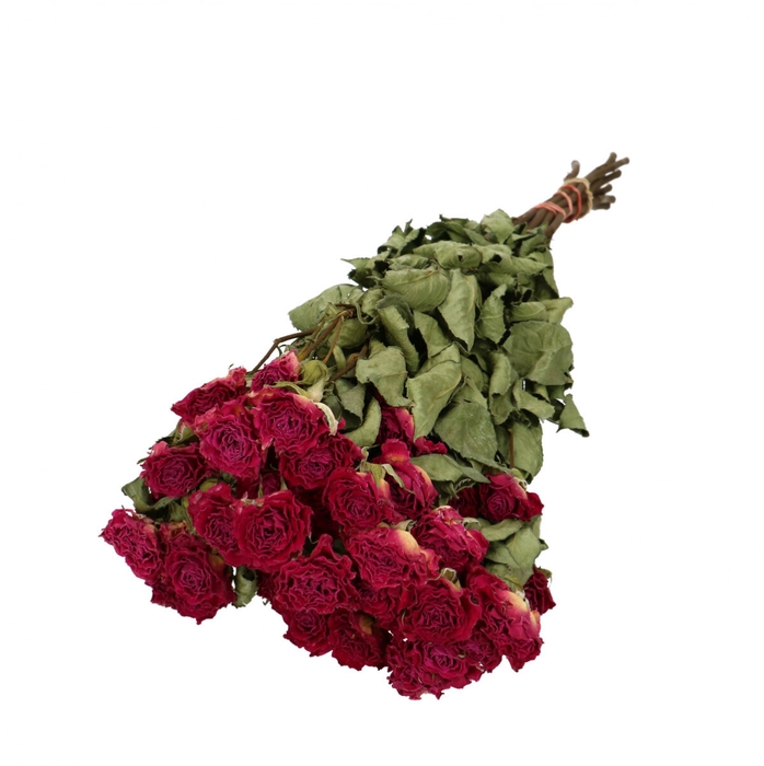 <h4>Dried flowers Rose spray 50cm x10</h4>