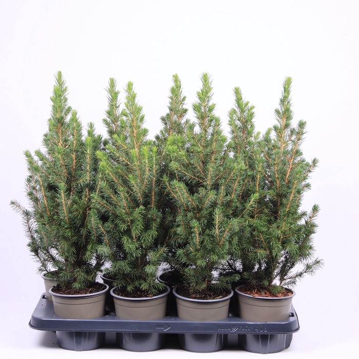 <h4>Picea Gl Conica</h4>