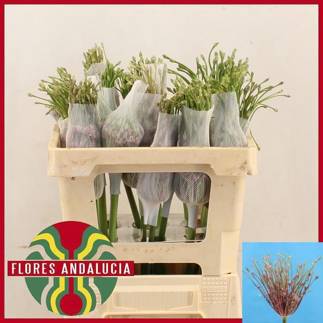 <h4>ALLIUM SCHUBERTII</h4>