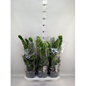 Zamioculcas zamiifolia