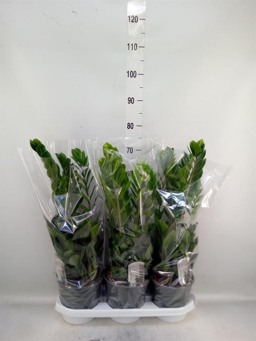 <h4>Zamioculcas zamiifolia</h4>