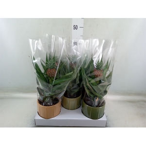 Ananas  'Mi Amigo'