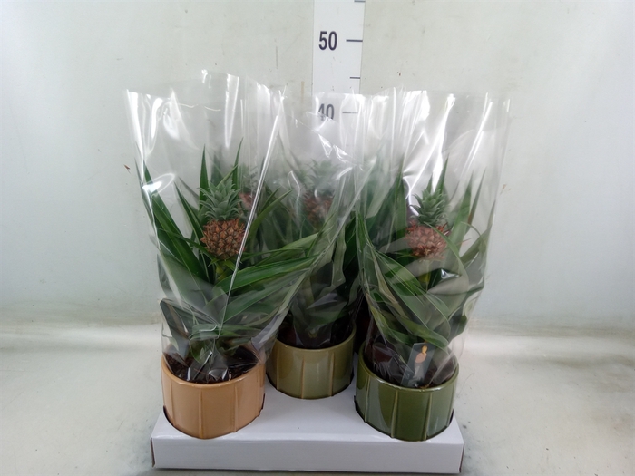 <h4>Ananas  'Mi Amigo'</h4>