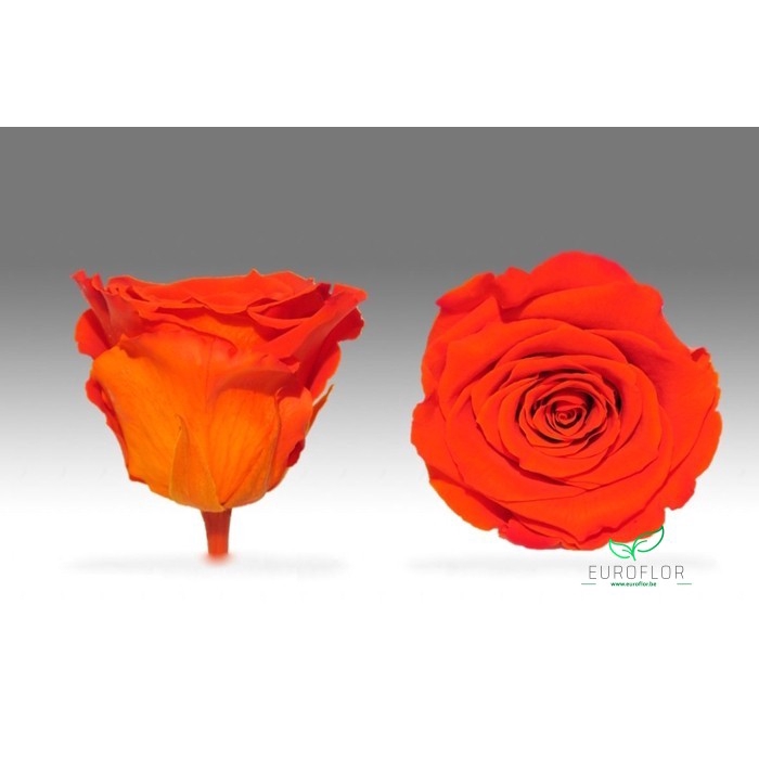 <h4>PRESERVED ROSES XL BIC-01</h4>