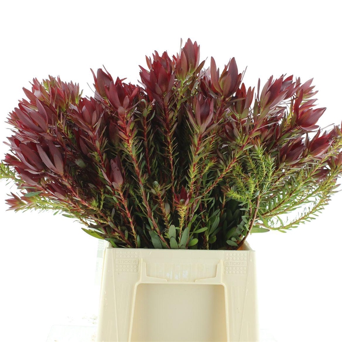 <h4>Leucad Safari Sunset Spray (beautiful)</h4>