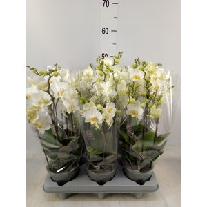 Phalaenopsis multi.   ...white