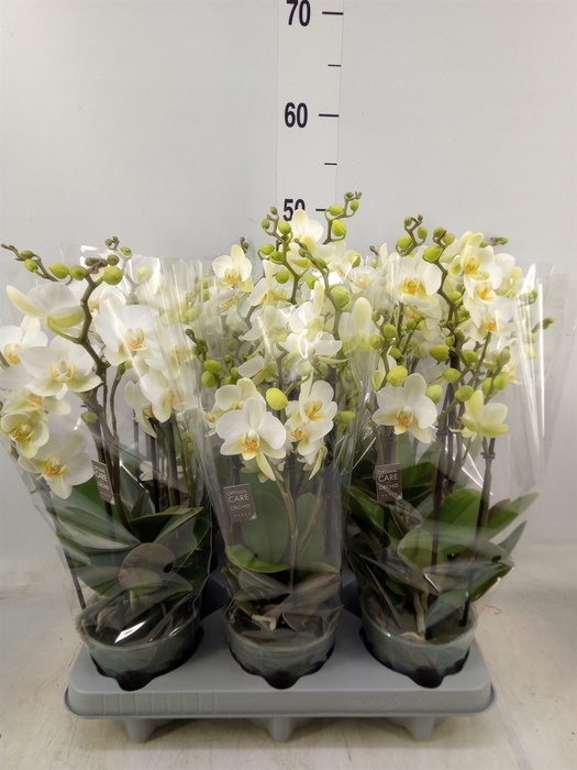 <h4>Phalaenopsis multi.   ...white</h4>