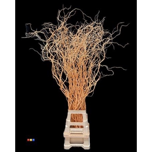 Salix 130cm Apricot
