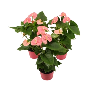 Anthurium XL.61 Sweet Leny 14cm