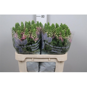 Antir Legend Li Pink