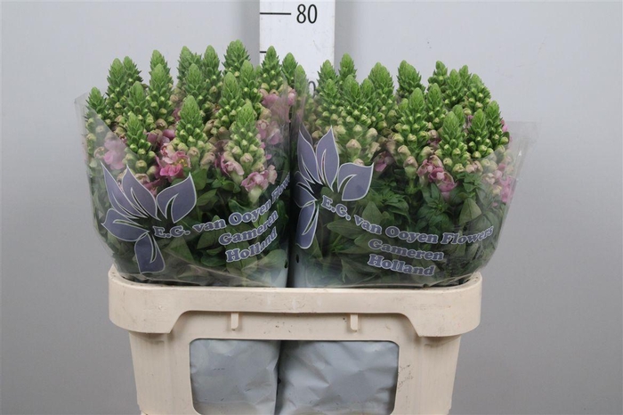 <h4>Antir Legend Li Pink</h4>