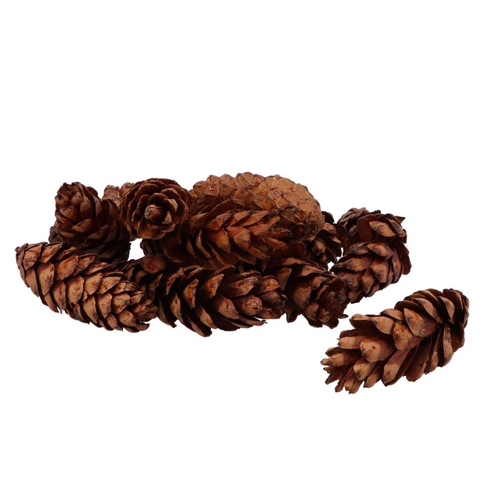 <h4>Nature Strobus Small Natural P/75</h4>