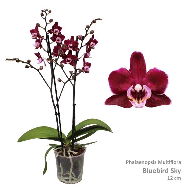 <h4>Phal. Multiflora "Bluebird Sky" 2-tak</h4>