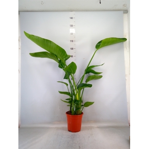 Strelitzia nicolai