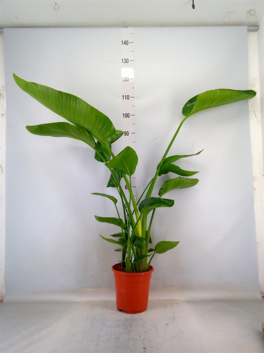 <h4>Strelitzia nicolai</h4>