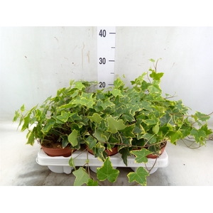 Hedera helix 'Goldchild'