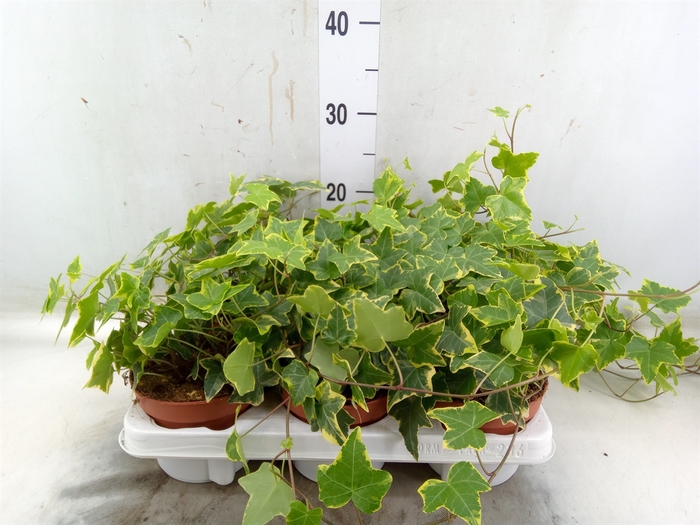<h4>Hedera helix 'Goldchild'</h4>