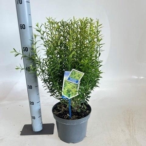 EUONYMUS JA M AUREOV