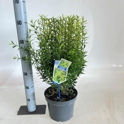 <h4>EUONYMUS JA M AUREOV</h4>