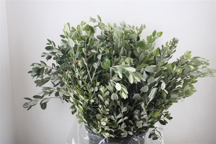 <h4>Pittosp Ralphi Leaves 400gr P Bunch</h4>