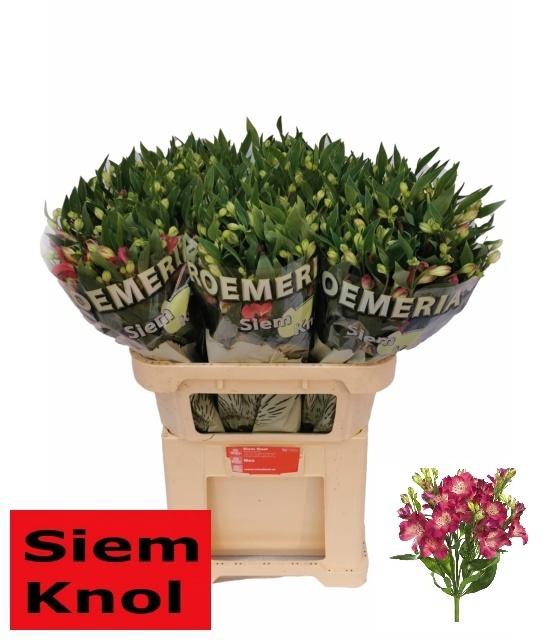 <h4>Alstroemeria Fl Noa</h4>