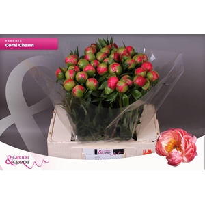 Paeonia Coral Charm | Heavy Quality