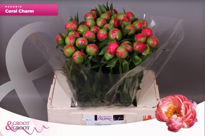 <h4>Paeonia Coral Charm | Heavy Quality</h4>