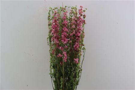 <h4>Dried Delphinium Pink Extra Bunch</h4>