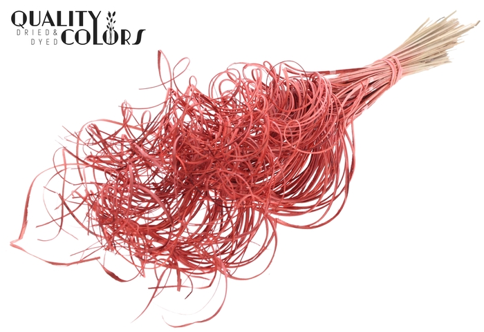 Palm Curly TT 3pc/tuft - 33 tuft/bunch Coral